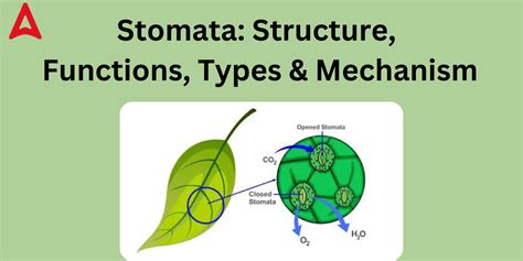 Stomata Diagram, Function, Definition, Structure, Types