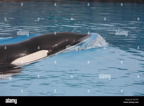 Killer whale underwater pod hi-res stock photography and images - Alamy