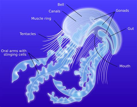 Physical Appearance Of Jellyfish