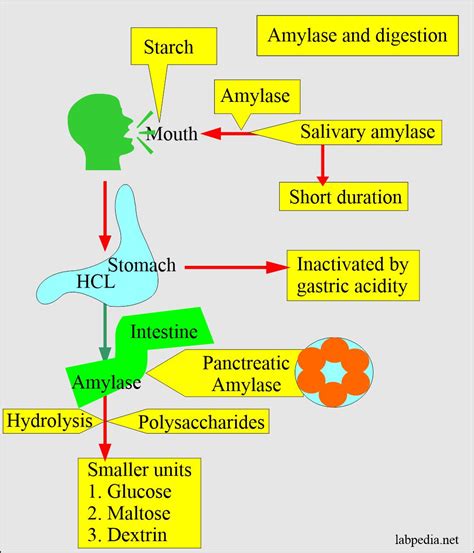 Amylase Serum and Acute Pancreatitis Diagnosis - Labpedia.net