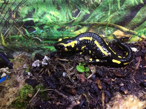 SW England Fire Salamander - Reptile Forums