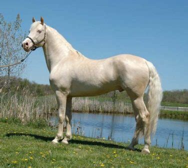 Best White Horse Breeds You Should Know About