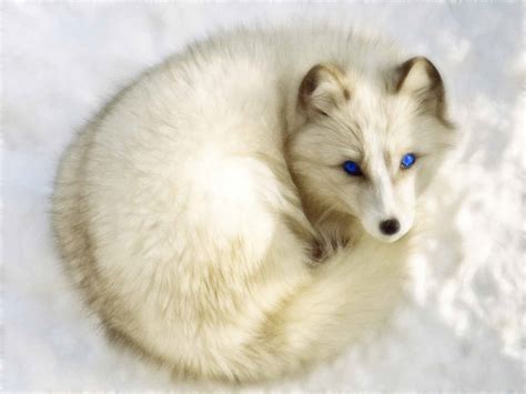 Arctic Fox Wallpapers Images Photos Pictures Backgrounds