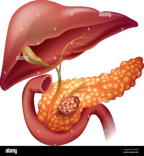 Pancreas diagram hi-res stock photography and images - Alamy