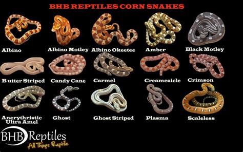 Corn Snake Color Chart