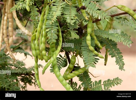 Mesquite tree pods hi-res stock photography and images - Alamy