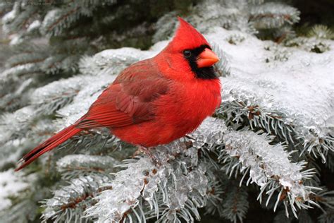 Snowy Winter Cardinal Cardinal Birds In Snow Wallpaper (47+ Images ...