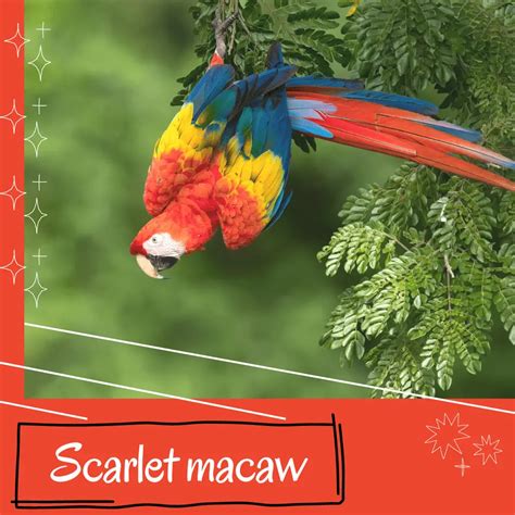 Scarlet macaw - Reproduction Diet Habitat and Lifespan