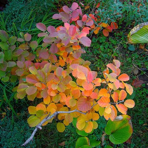 Outsiders Landscape Group: Fothergilla 'Blue Shadow'