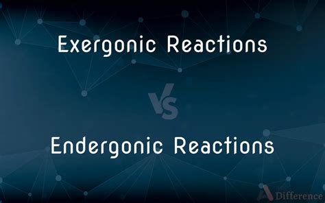 Exergonic Reactions vs. Endergonic Reactions — What’s the Difference?