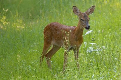 5 Types of Pollinators | Pollination, Deer, Animals