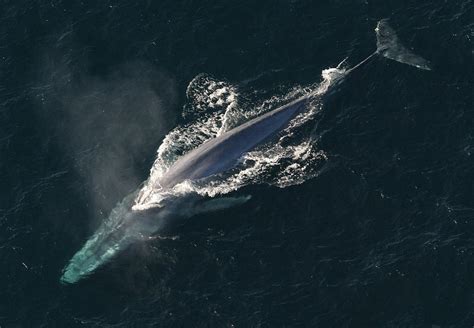 Blue whale - Wikipedia