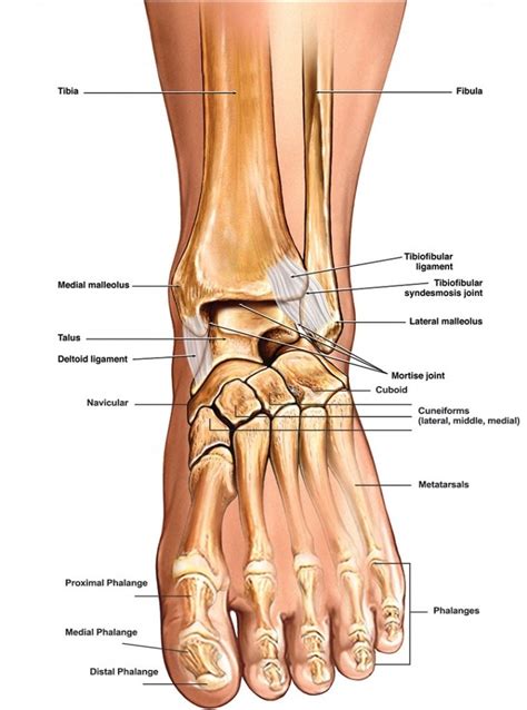 Diagram Of Ankle Bones