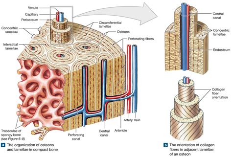 Compact Bone Tissue Diagram