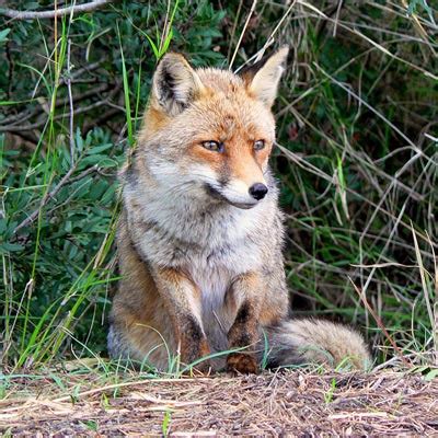 Animals in Italy: the dangerous, and not so