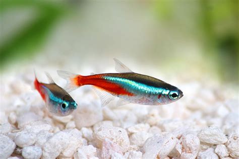 22 Small Aquarium Fish Breeds for Your Freshwater Tank