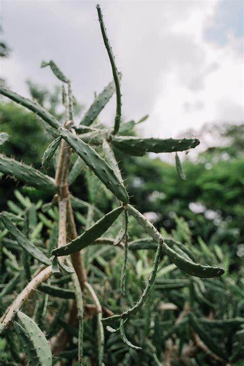 Desert Plants Photos, Download The BEST Free Desert Plants Stock Photos ...