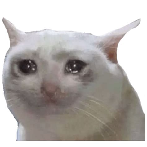 Gato Llorando Meme Png Images Hd Png Play | The Best Porn Website