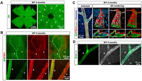 Biomolecules | Free Full-Text | Fibrillin-1 Regulates Arteriole ...