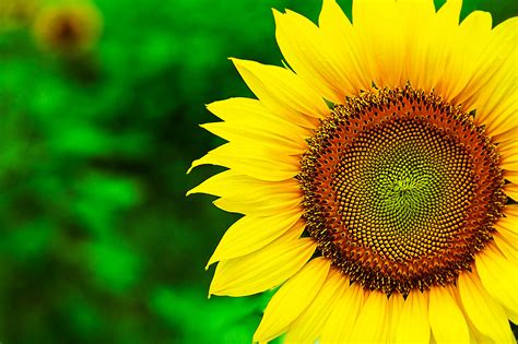 Nature's Beauty: HD Sunflower Wallpaper