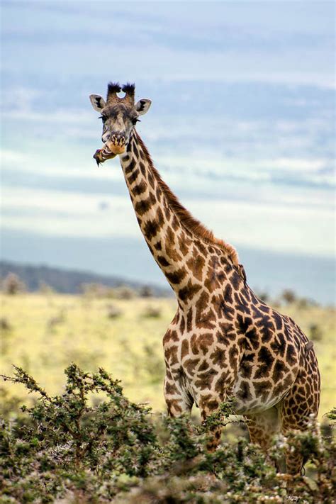 See this giraffe get dental treatment... from a bird | Nature | News ...