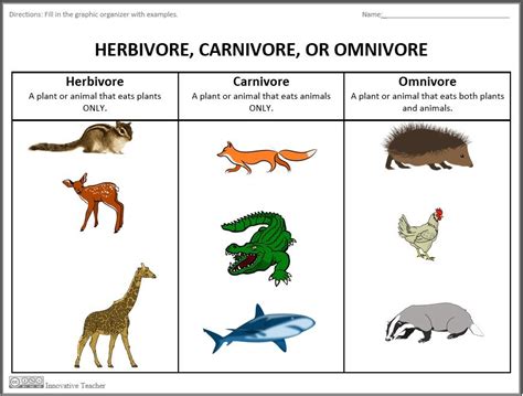 Herbivore, Carnivore, Omnivore Graphic Organizer | Animales carnivoros ...