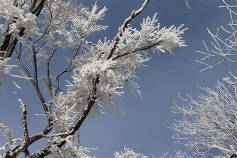 Cedar Branches Snow - Free photo on Pixabay - Pixabay