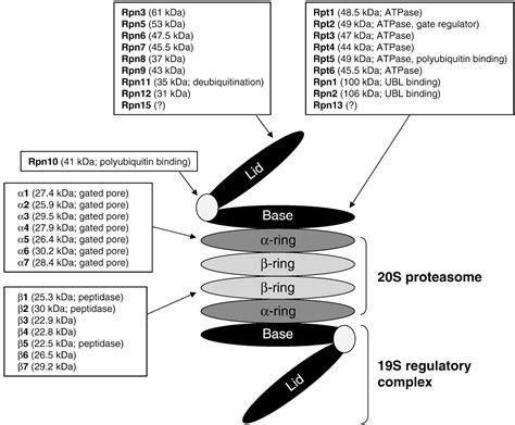 Figure 1 from The Ubiquitin–proteasome System in Cardiac Dysfunction ...