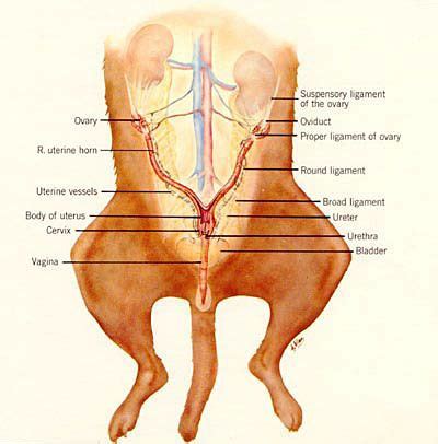 Pregnant Dog Diagram