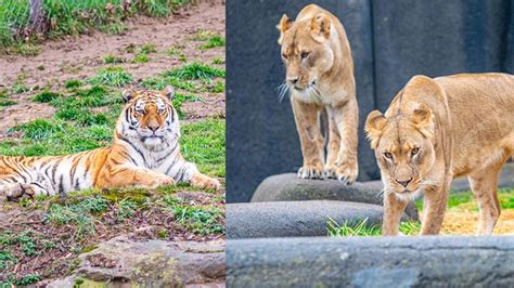 Louisville Zoo is reopening, here's what you need to know | whas11.com