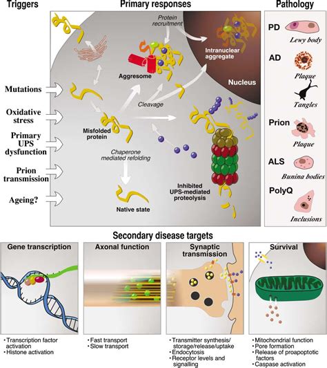 Figure 1 from The Ubiquitin Proteasome System in Neurodegenerative ...