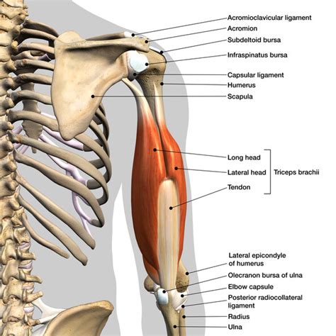 Muscles in the Elbow - JOI Jacksonville Orthopaedic Institute