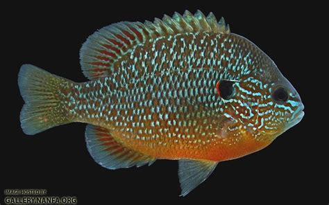 Lepomis Genus - Sunfishes - NANFA Forum