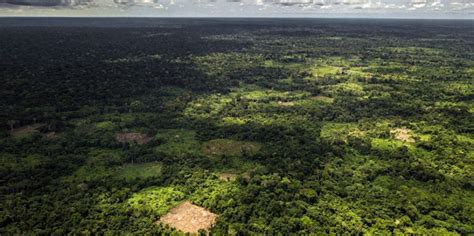 Over a quarter of Congo Basin forests at risk of vanishing by 2050 ...