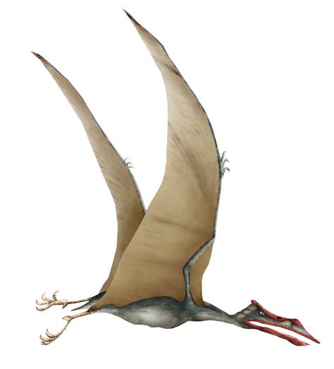 Quetzalcoatlus: largest flying animal…or not? | Bio-Aerial Locomotion