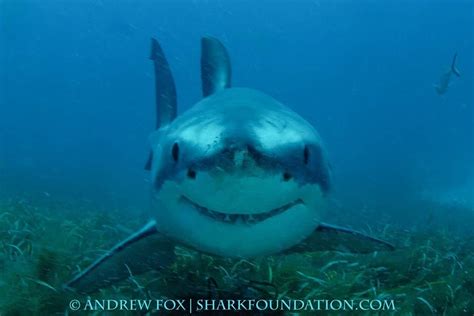 Rodney Fox Great White Shark Expeditions via Facebook. | Sharks funny ...