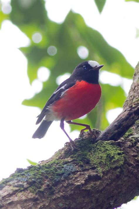 Norfolk Island. | BIRDS in BACKYARDS