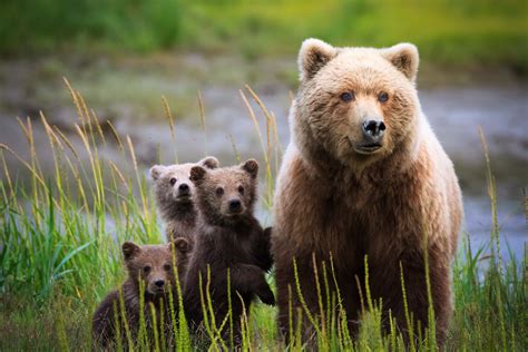 Alaska Bears & Landscape