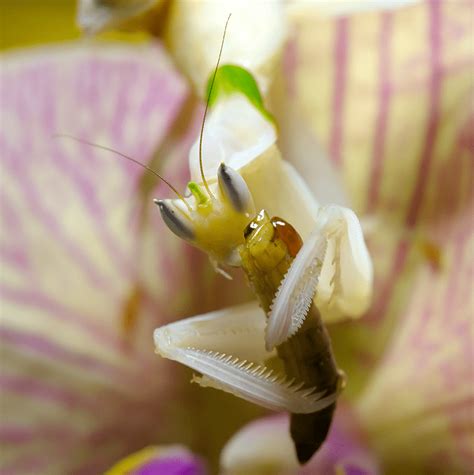 Orchid Mantis | Stunning Camouflage - Our Breathing Planet