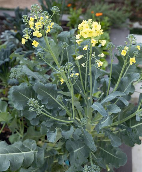 Is Broccoli Really a Flower Head? • Gardenary