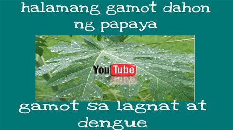 Halamang gamot dahon ng papaya gamot sa lagnat at dengue - YouTube