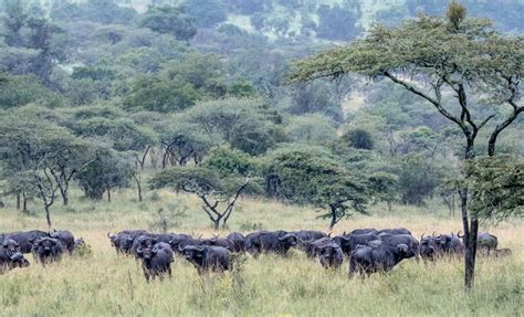 Akagera National Park Rwanda | Savannah Bird species | National Park