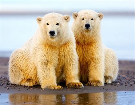 The polar bears of Alaska’s Arctic National Wildlife Refuge | New York Post