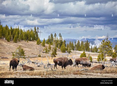 Herd of American bison (Bison bison) grazing in Yellowstone National ...