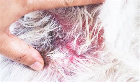 Ringworm In Dogs - How to Prevent and Treat It Effectively