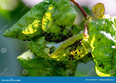 Aphids Damage Leaves Parasite Pest Stock Image - Image of nature ...