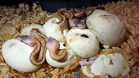 SNAKE EGGS HATCHING Maternal Incubation - YouTube