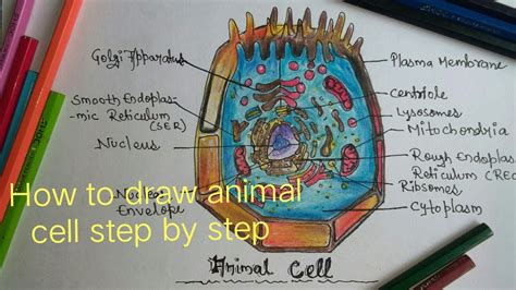 How to draw animal cell step by step - YouTube