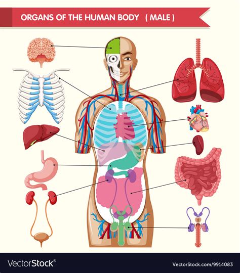 Human Body Anatomy Internal Organs Diagram