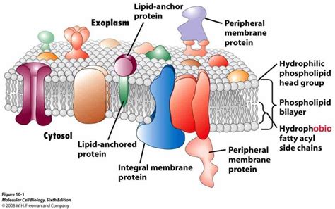 Glycoproteins In The Cell Membrane are lipids that form part of the ...